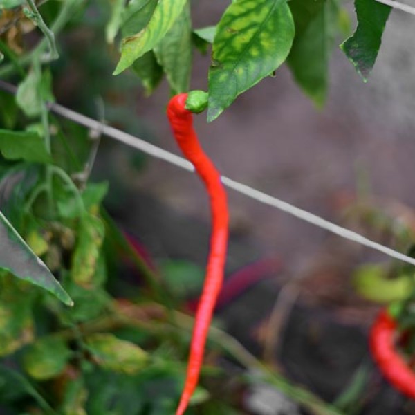 Bio_Corbaci_Chili_Samen_01.jpg