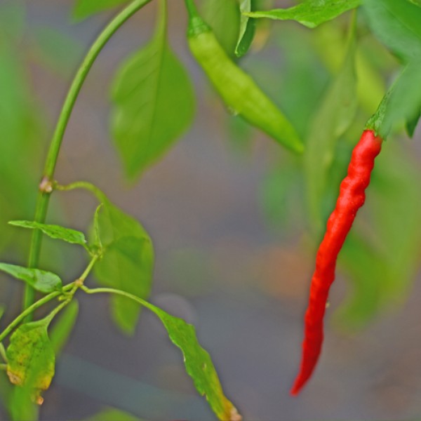 Bio Nepal Snakebite Chili Samen