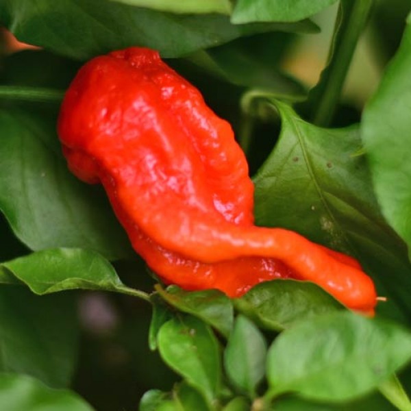 BIO_Bhut_Jolokia_Assam_Chili_Samen_01.jpg