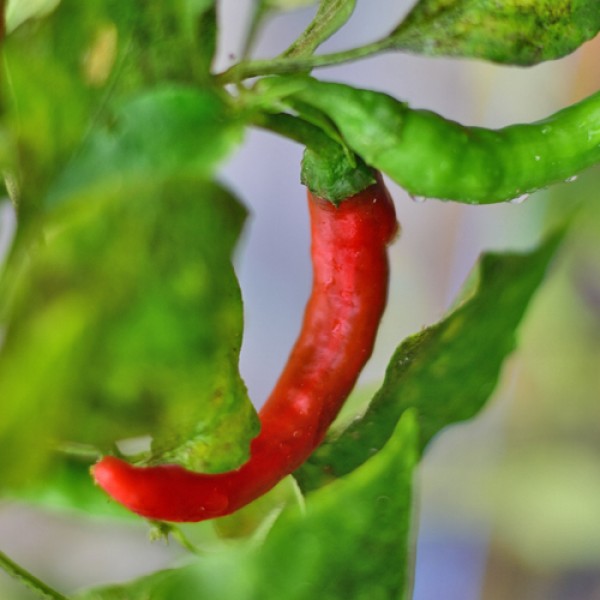 BIO Silvretta Chili Samen