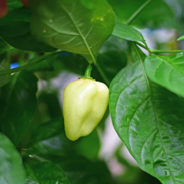 Bio Habanero Big White Chili Samen