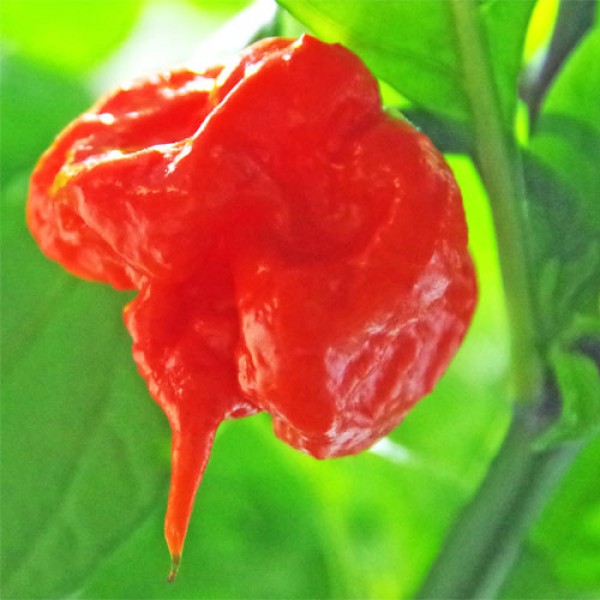 Bio Carolina Reaper Chili Samen