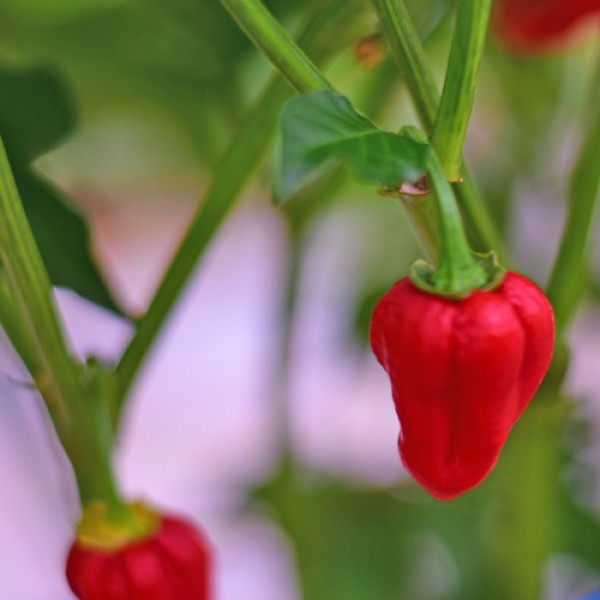 Habanero_Red_Chili_Samen_01.jpg